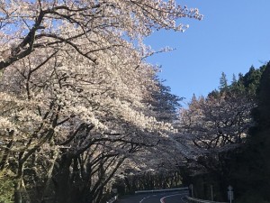 桜