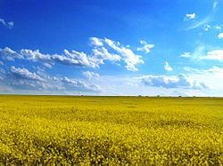 250px-Odessa_oblast'_field