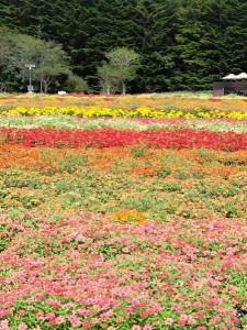 虹の花まつり1